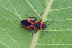 Lygaeus kalmii angustomarginatus
