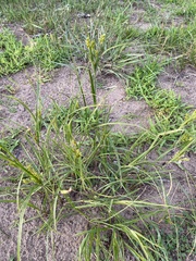 Cyperus schweinitzii