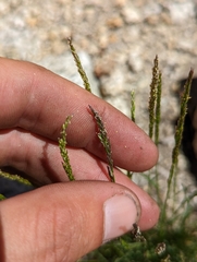 Agrostis variabilis