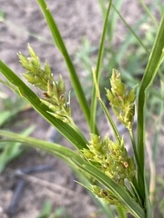 Cyperus schweinitzii