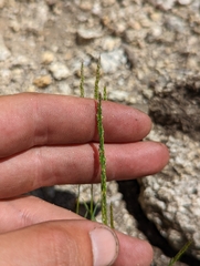 Agrostis variabilis