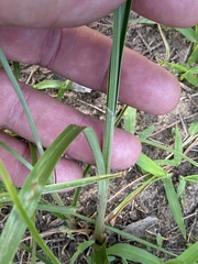 Cyperus schweinitzii