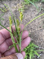 Cyperus schweinitzii
