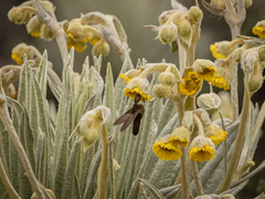Oxypogon guerinii