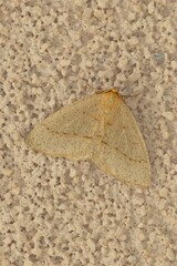 Lambdina punctata