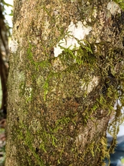 Sterculia mexicana