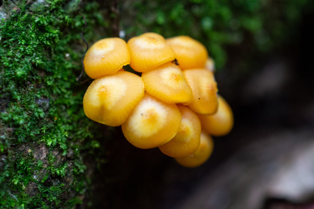 Mycena leana