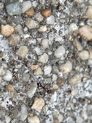 Cardiocondyla mauritanica