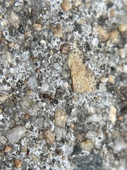 Cardiocondyla mauritanica