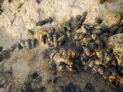 Lampanella minima