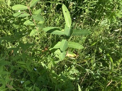 Lonicera villosa