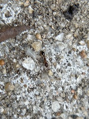 Cardiocondyla mauritanica