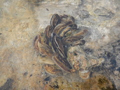 Isognomon alatus