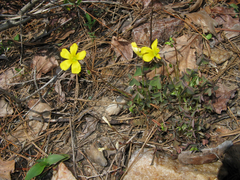 Oxalis colorea