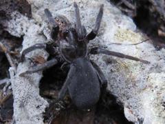 Anachemmis linsdalei
