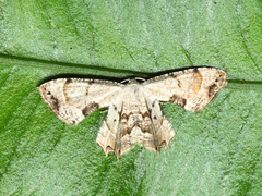 Dysaethria flavistriga