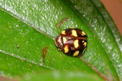Hemisphaeriina
