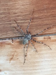 Araneus cavaticus
