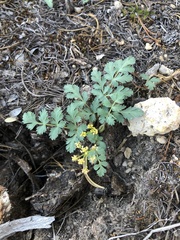 Lomatium martindalei
