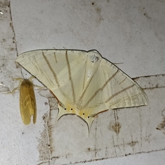 Ourapteryx marginata