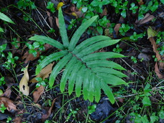 Amblovenatum terminans