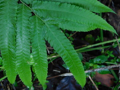 Amblovenatum terminans