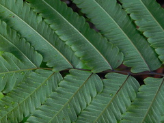 Amblovenatum terminans