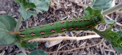 Hyles lineata
