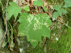 Phytomyza agromyzina group
