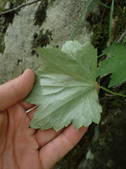 Phytomyza agromyzina group