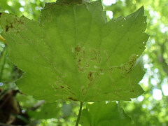 Phytomyza agromyzina group