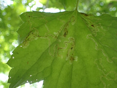 Phytomyza agromyzina group