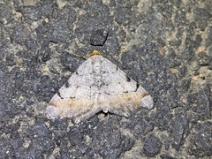 Macaria adonis