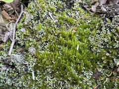 Dicranum flagellare