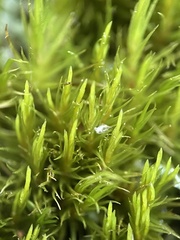 Dicranum flagellare