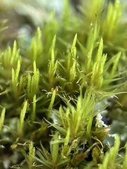 Dicranum flagellare