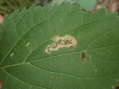 Aspilanta hydrangaeella