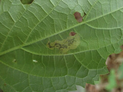 Aspilanta hydrangaeella