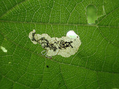 Aspilanta hydrangaeella