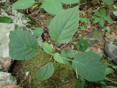 Aspilanta hydrangaeella