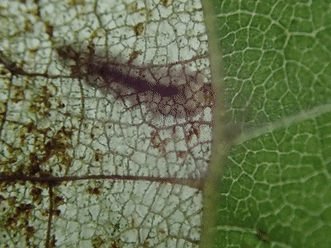 Basswood Leafminer photo 4