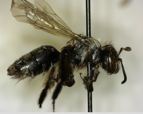 iNaturalist observation photo of Mining Bees