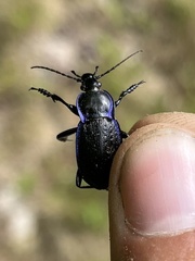 Carabus serratus