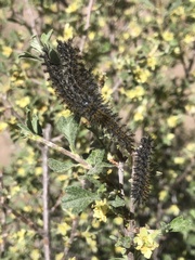 Hemileuca eglanterina