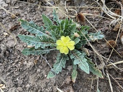 Oenothera primiveris primiveris