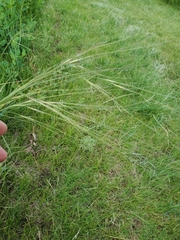 Hesperostipa curtiseta