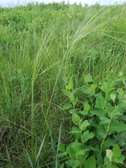 Hesperostipa curtiseta
