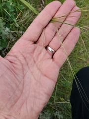 Hesperostipa curtiseta