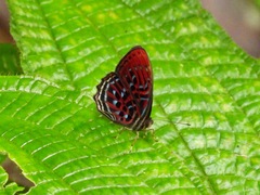Paralaxita damajanti
