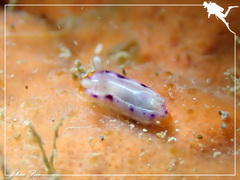 Goniobranchus setoensis